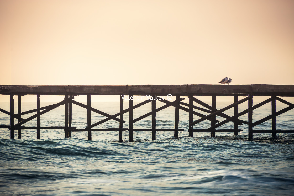 "Sea birds looking from a water bridge" stock image