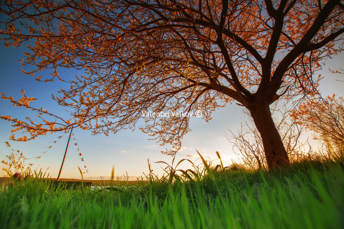 "Lake at sunset with a tree and a boat" stock image