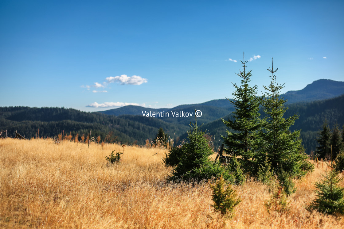 "Beautiful pine trees on background high mountains." stock image