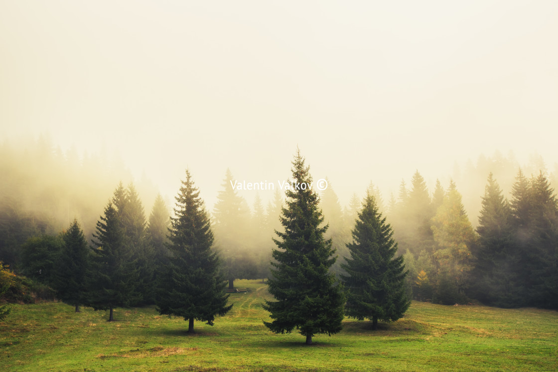 "Beautiful green pine trees" stock image