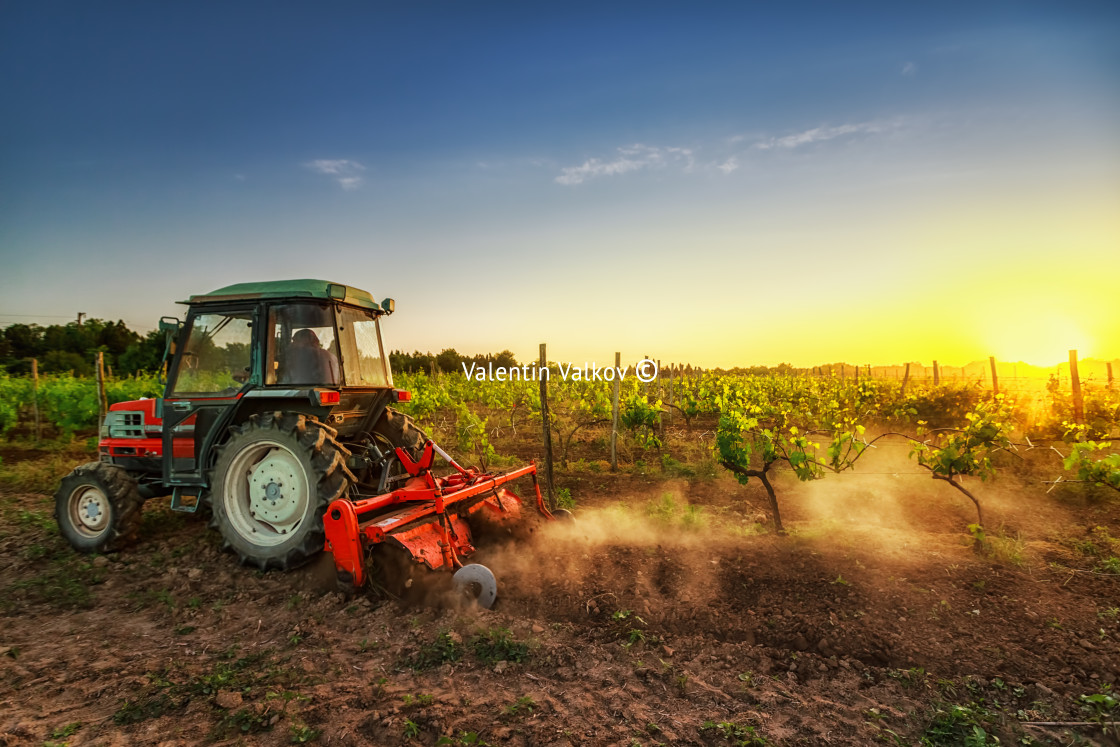 "Tractor in the vineyard at sunset" stock image