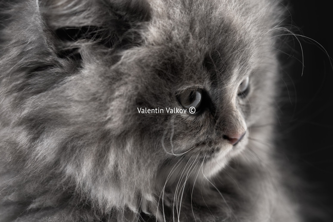 "Portrait of little cat isolated on black" stock image