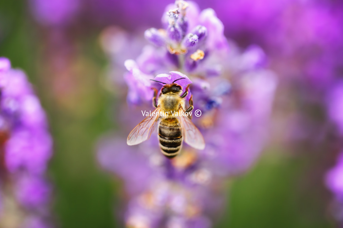 "Wild bee on Lavender, soft focus" stock image