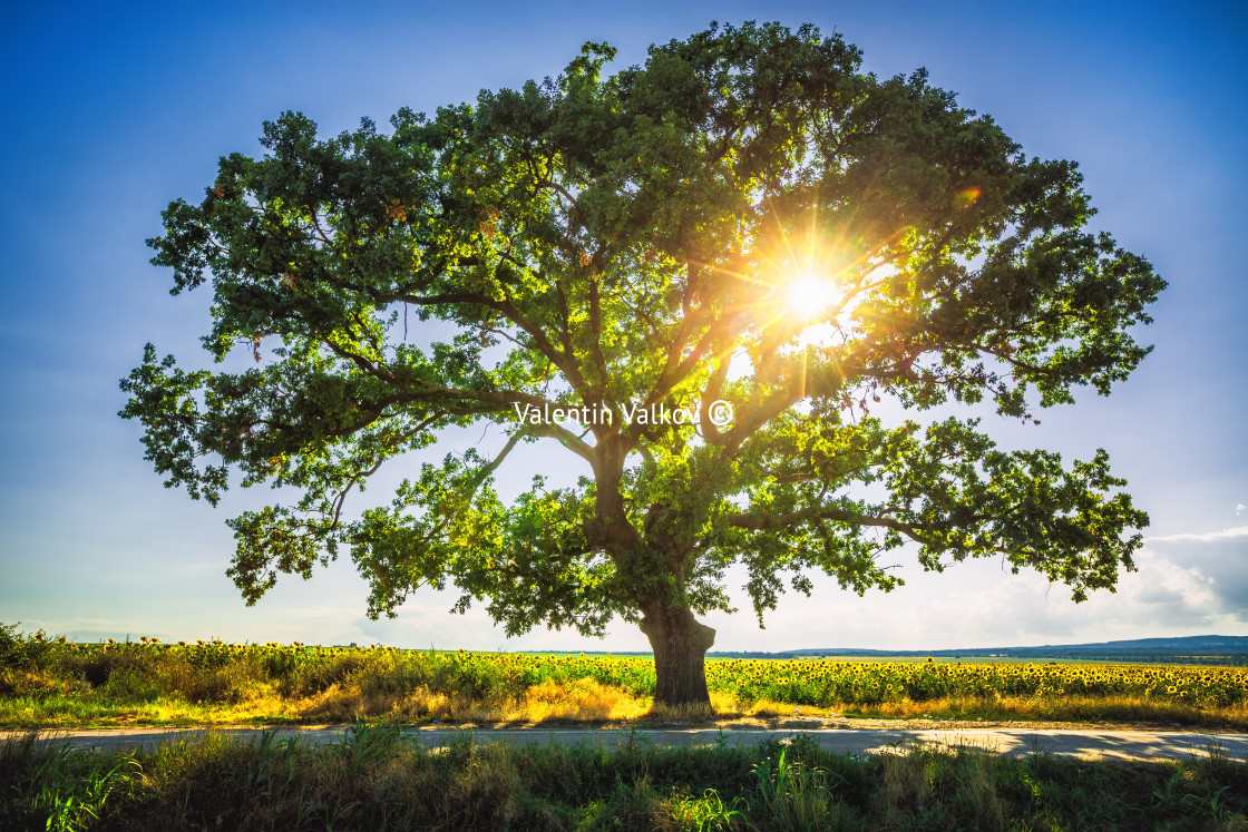 "Big green tree in a field, HDR" stock image