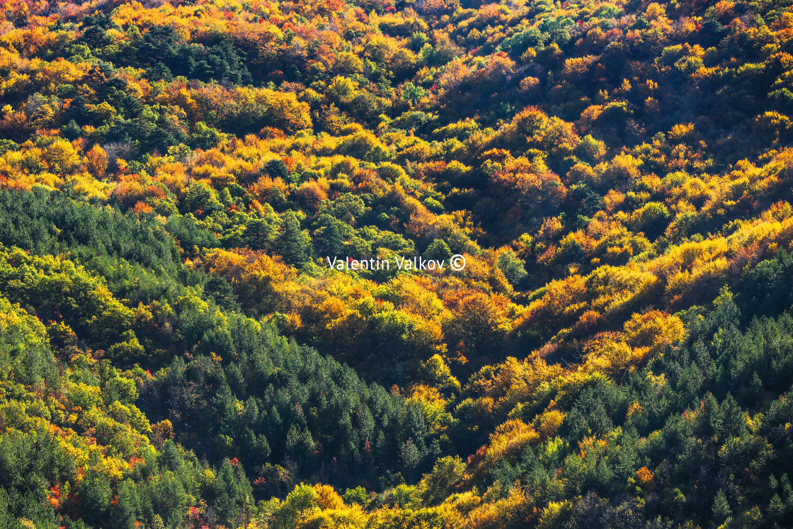 "Colorful forest background" stock image