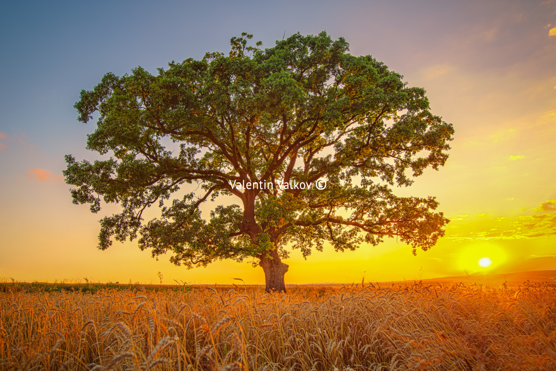 "Big green tree in a field" stock image