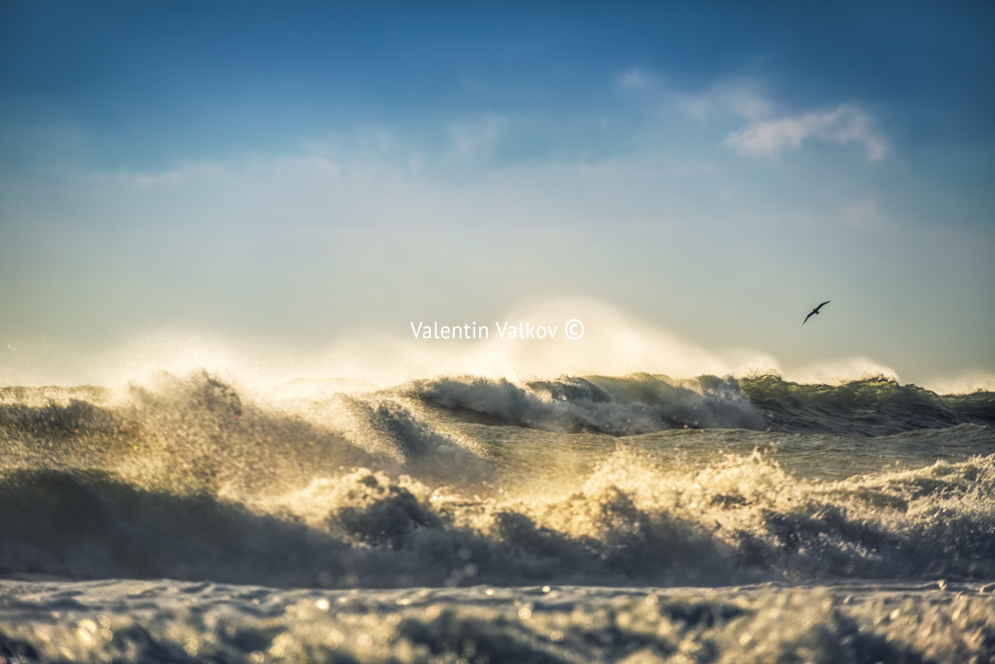 "Early morning sunrise over the sea and a flying bird seagull" stock image