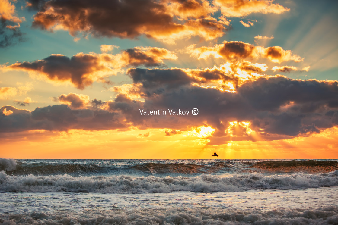 "Early morning sunrise over the sea and a flying bird" stock image