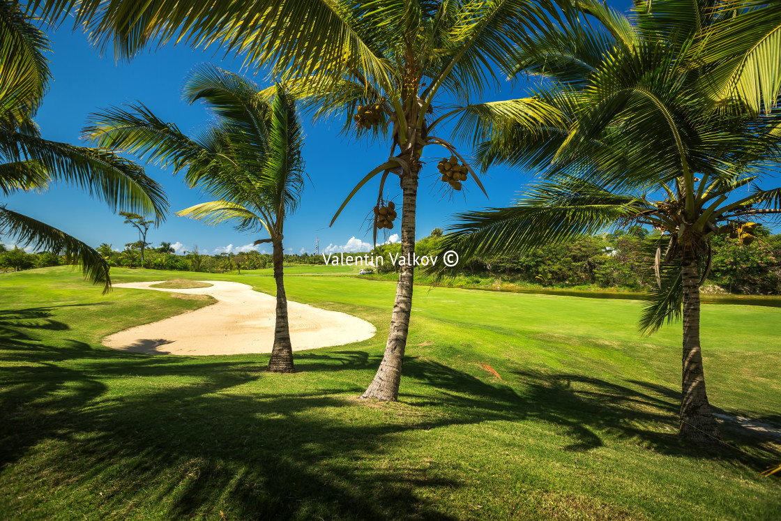 "Golf course. Beautiful landscape of a golf court with palm trees" stock image