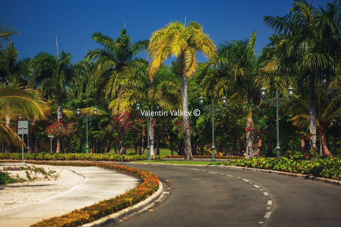 "Nice asfalt road with palm trees against the blue sky" stock image