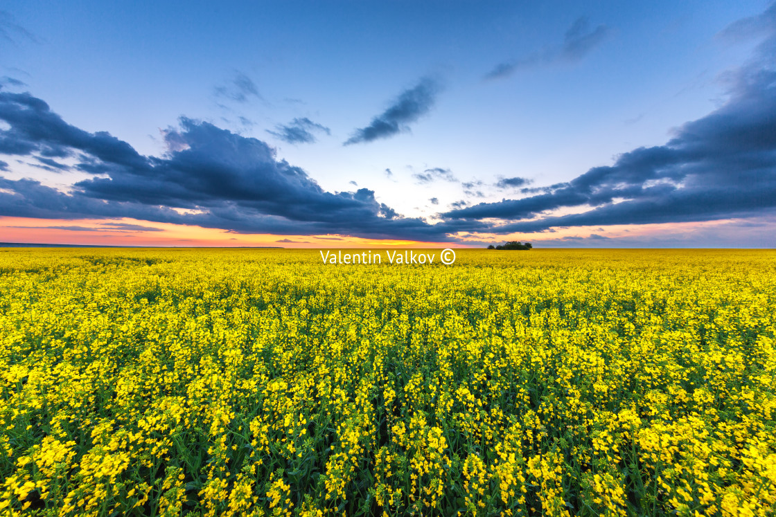 "Yellow rape field with sunset sky" stock image