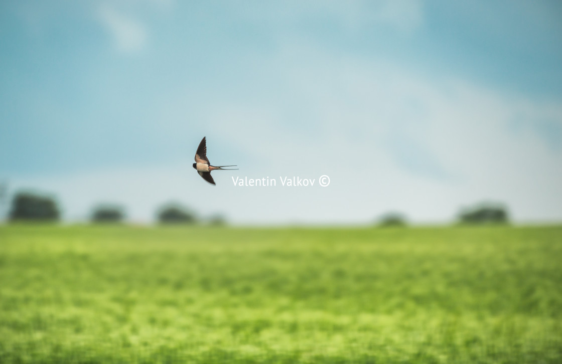 "Swallow in flight over the field" stock image