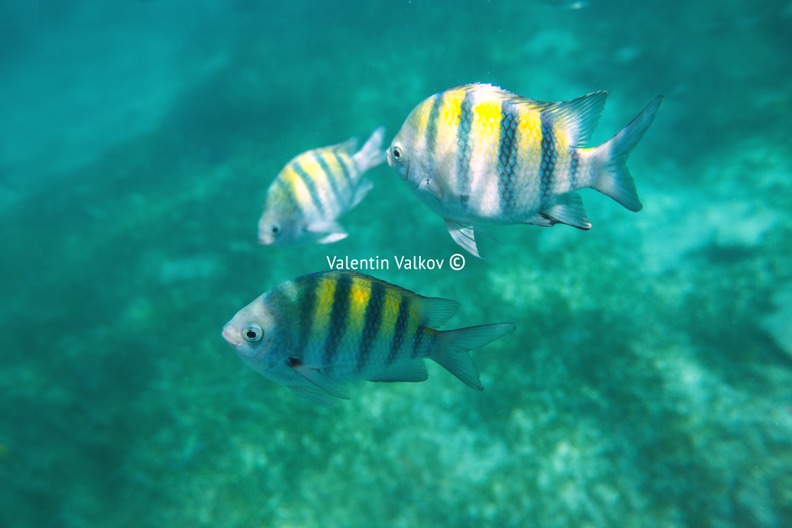 "Photo of a tropical Fish on a coral reef" stock image