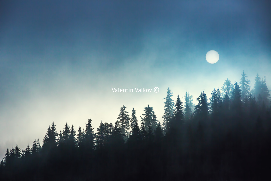 "Misty pine forest on the mountain slope in a nature reserve" stock image