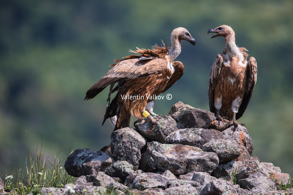 "Griffon Vulture in a detailed portrait, standing on a rock overs" stock image