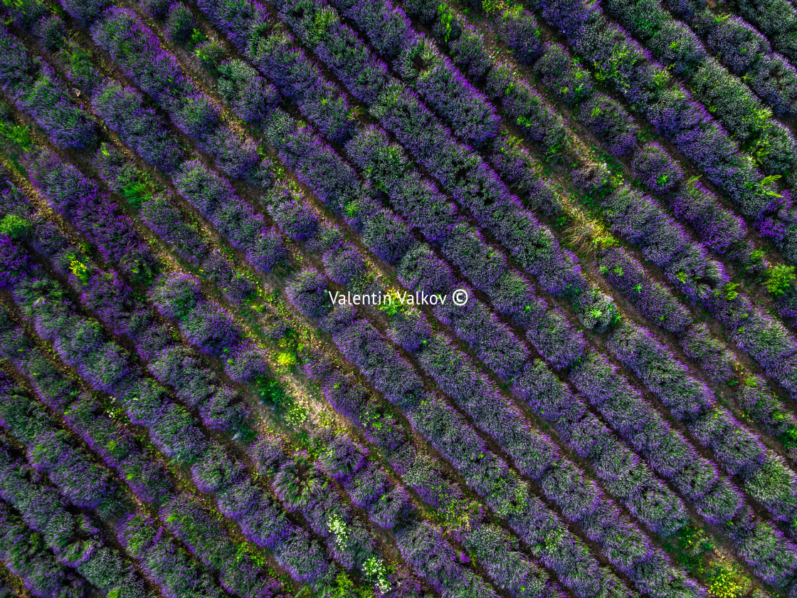 "Aerial view of a landscape with lavender field" stock image