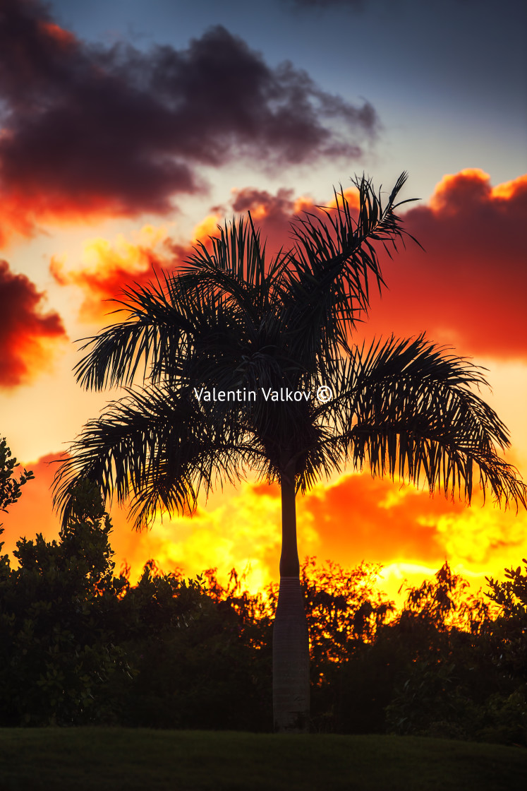 "Palm tree on the background of a beautiful sunset" stock image