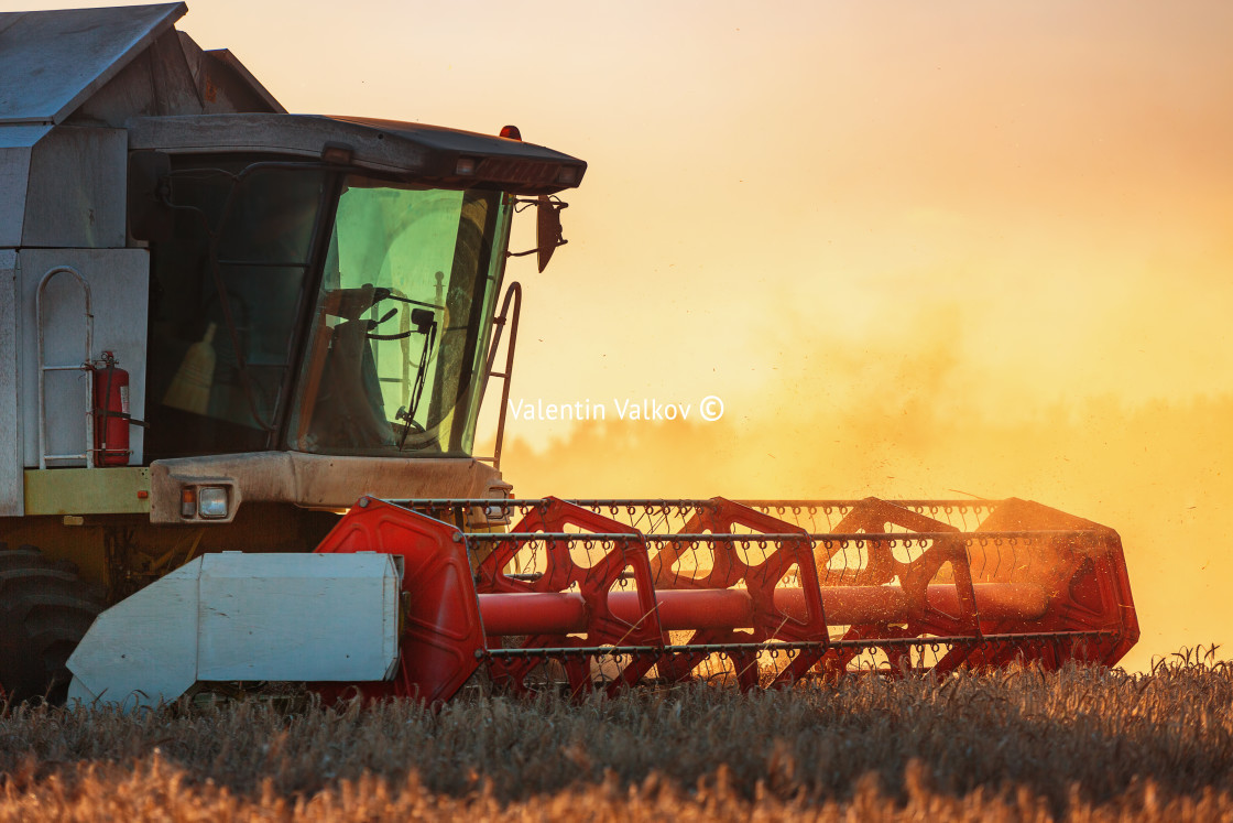 "Combine harvester agriculture machine harvesting golden ripe whe" stock image