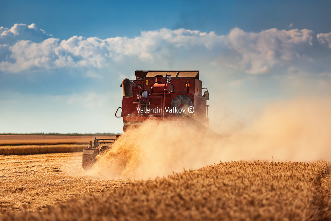 "Combine harvester agriculture machine harvesting golden ripe whe" stock image