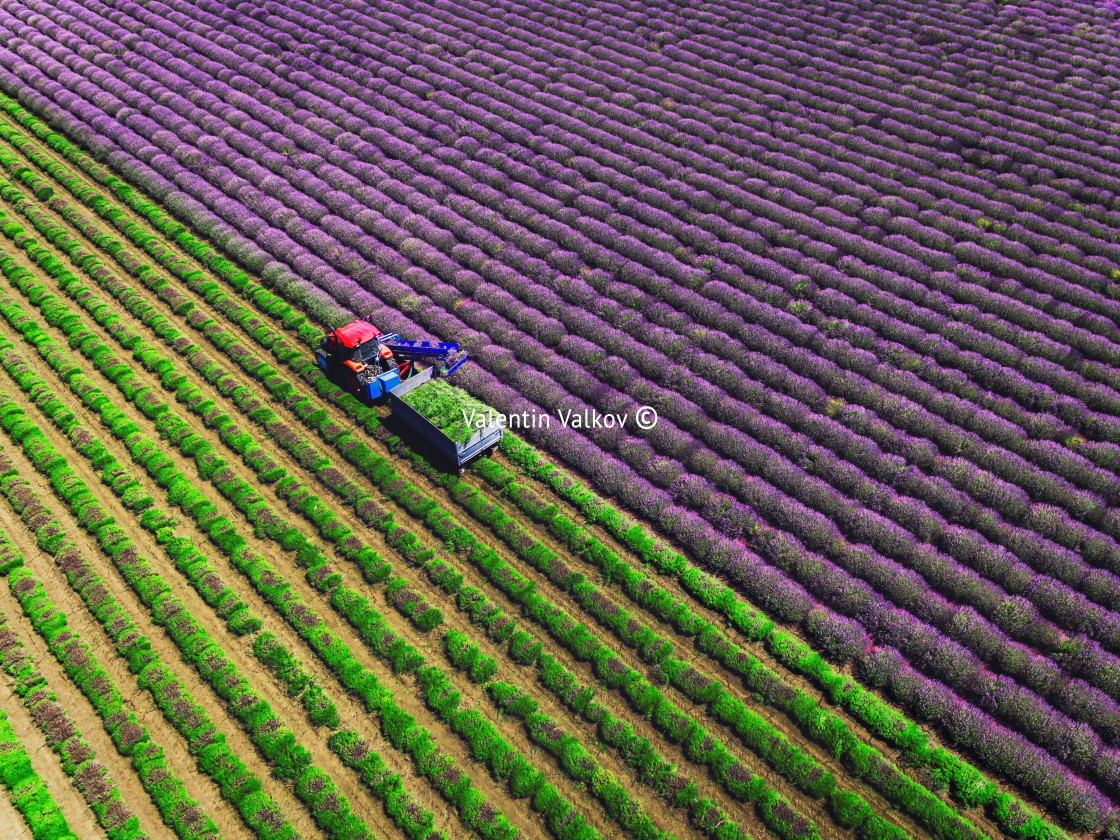 "Aerial view of Tractor harvesting field of lavender" stock image