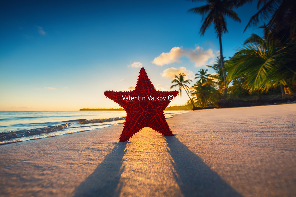 "Starfish on the beach with palm trees at sunrise" stock image