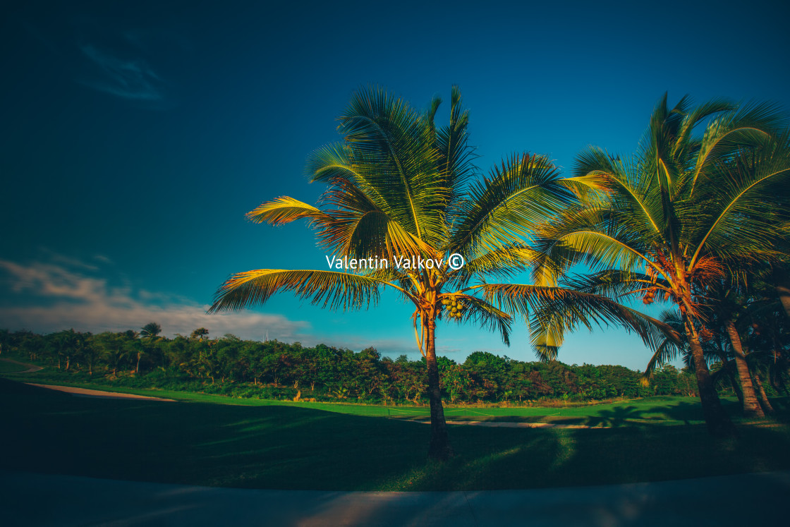 "Golf course. Beautiful landscape of a golf court with palm trees" stock image