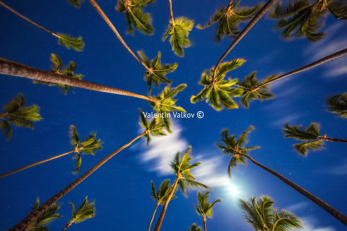 "Coconut palm trees perspective view at night" stock image