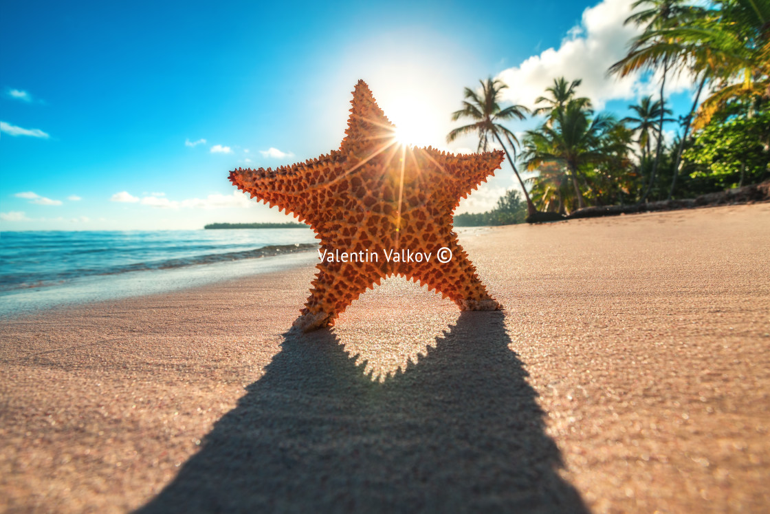 "Starfish on the beach at sunrise" stock image