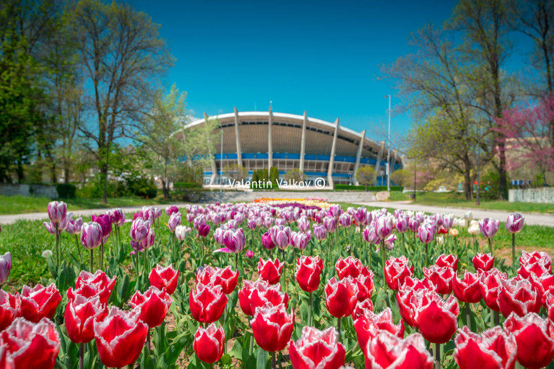 "Group of colorful tulip in Varna garden" stock image