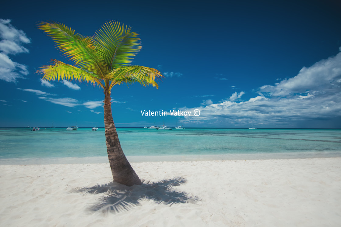 "Palmtree and tropical beach" stock image