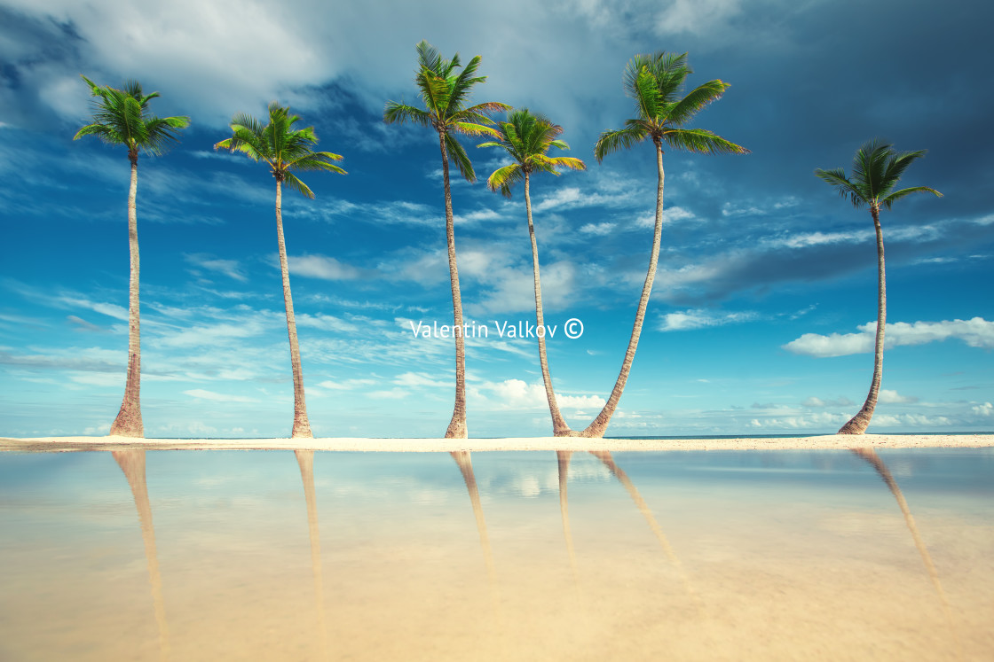 "Coconut Palm trees on white sandy beach in Punta Cana, Dominican" stock image