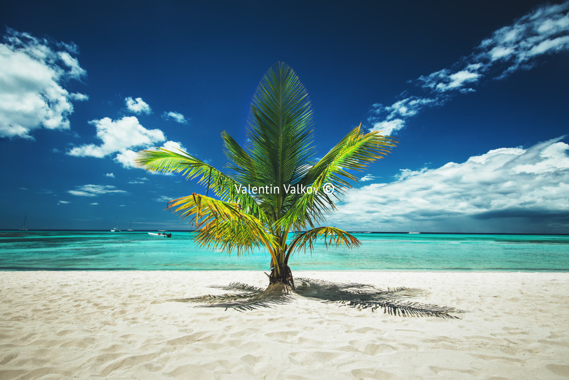 "Palmtree and tropical beach" stock image