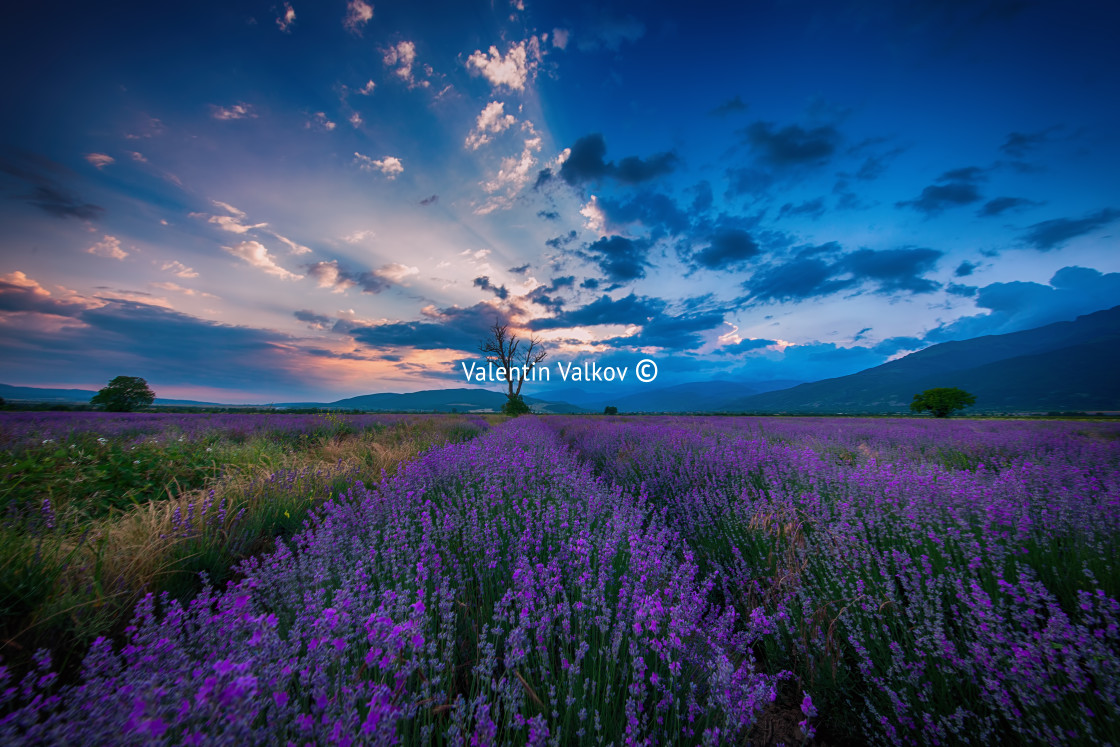 "Lavender field" stock image