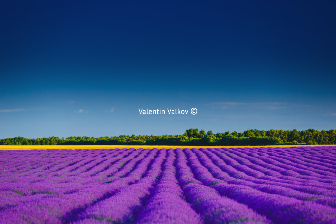 "Lavender field in Provence" stock image