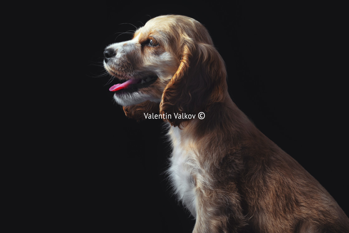 "Cocker Spaniel Puppy, isolated on black" stock image