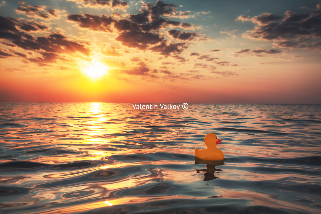 "Yellow rubber duck toy floating in sea water. Beautiful sunrise" stock image