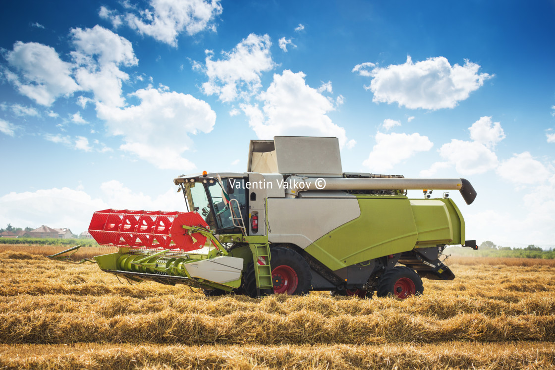 "Harvesting wheat harvester on a sunny summer day" stock image