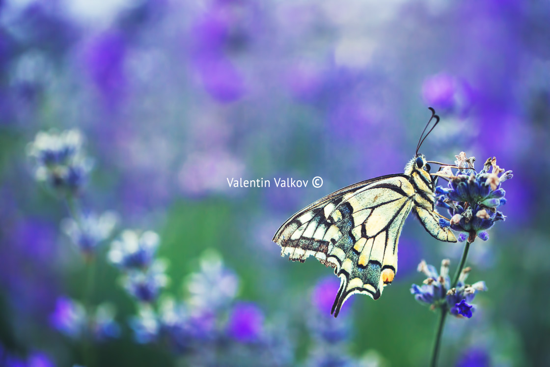 "Lavender flowers with buterfly" stock image