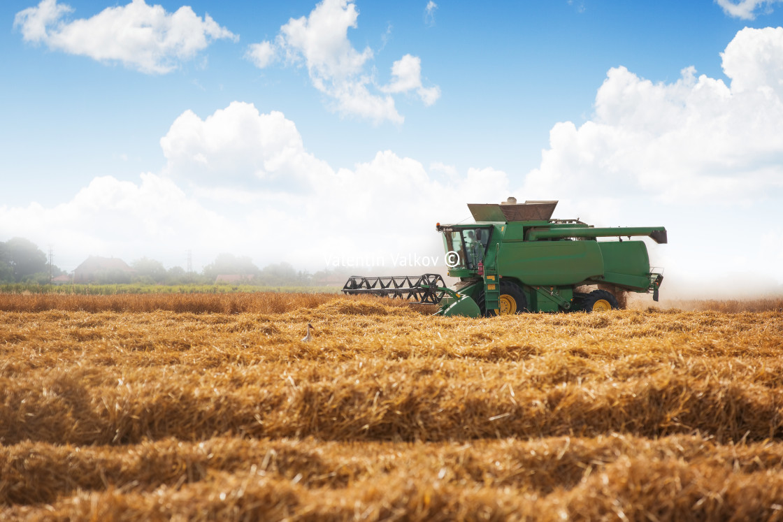 "Combine harvester agriculture machine harvesting golden ripe wheat field" stock image