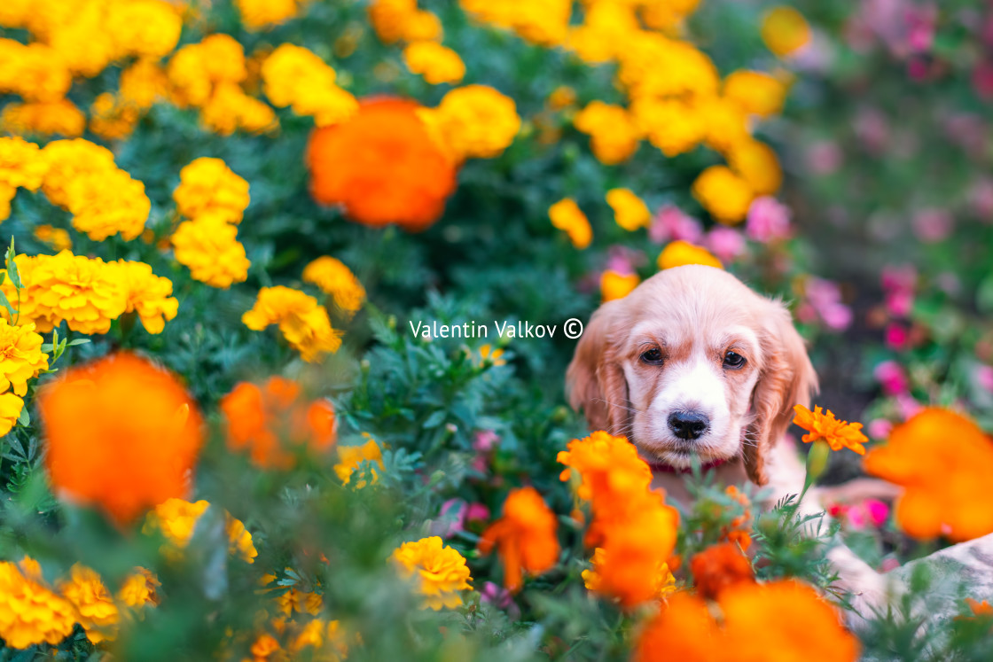 "Happy little cocker spaniel puppy sitting outdoors in a flower g" stock image