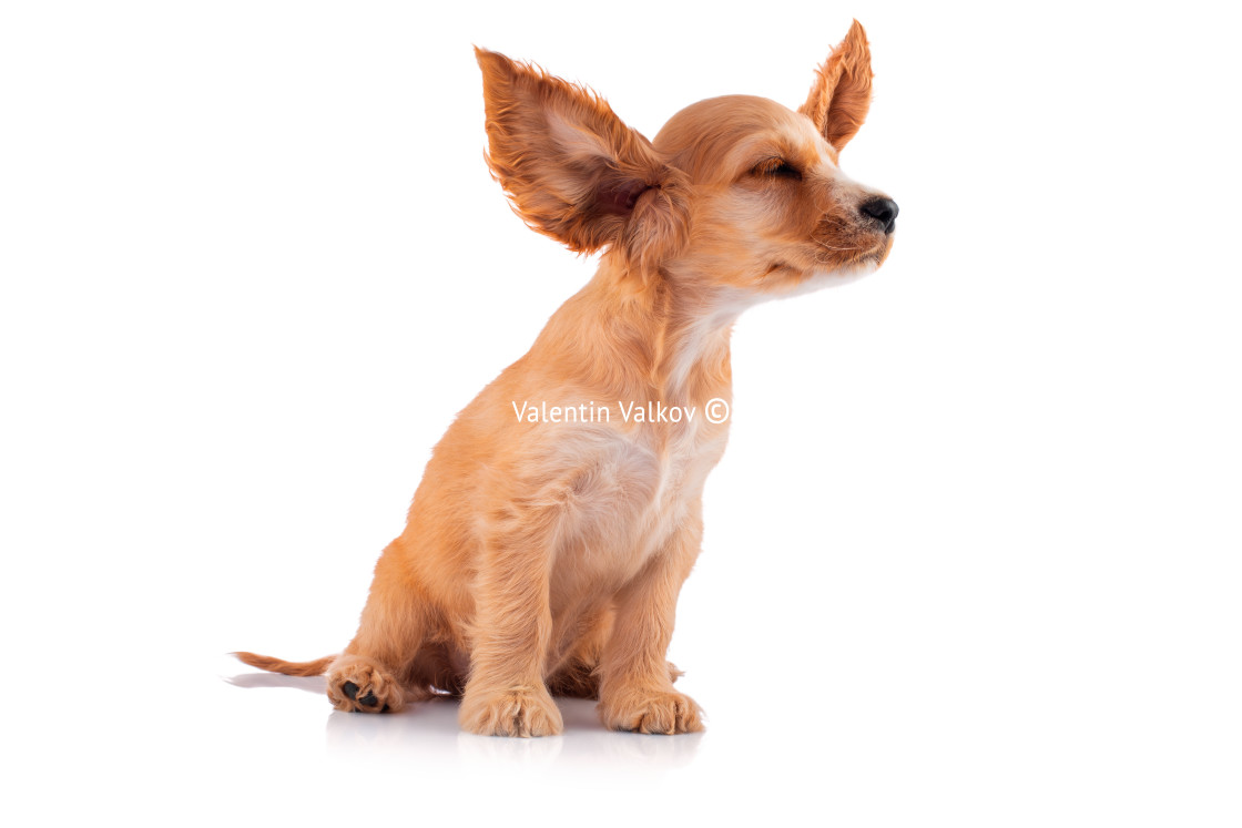 "Cocker Spaniel Puppy, isolated on white" stock image