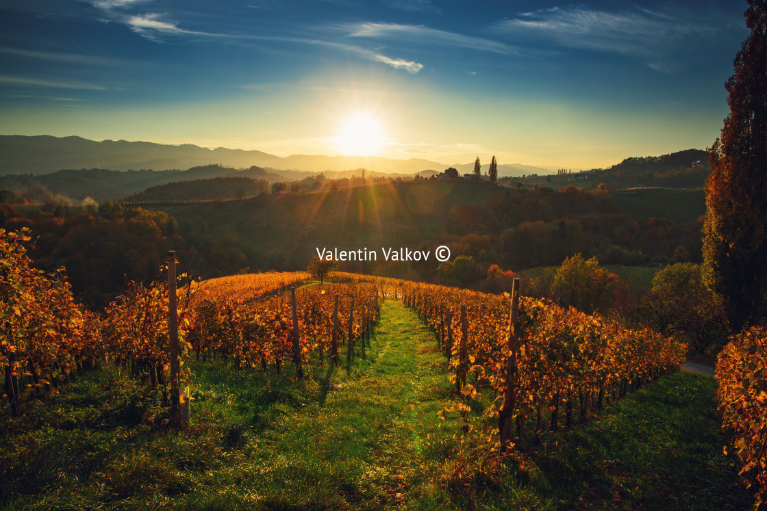 "Wineyards fields, sunset view from Spicnik near Maribor" stock image