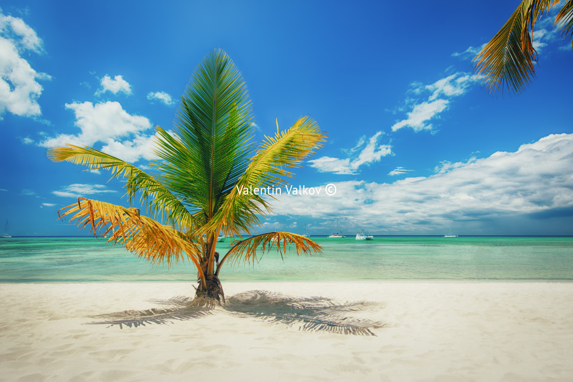 "Palm tree on white sandy beach in Caribbean sea, Saona island. D" stock image