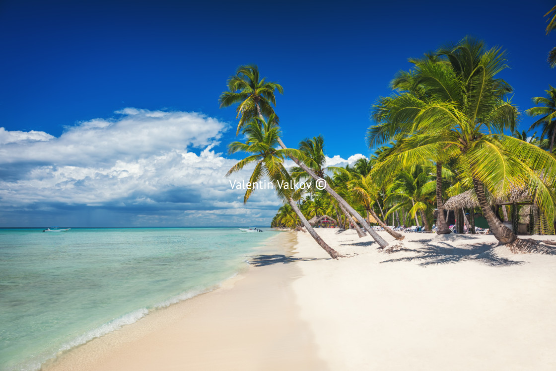 "Palm trees on white sandy beach in Caribbean sea, Saona island." stock image