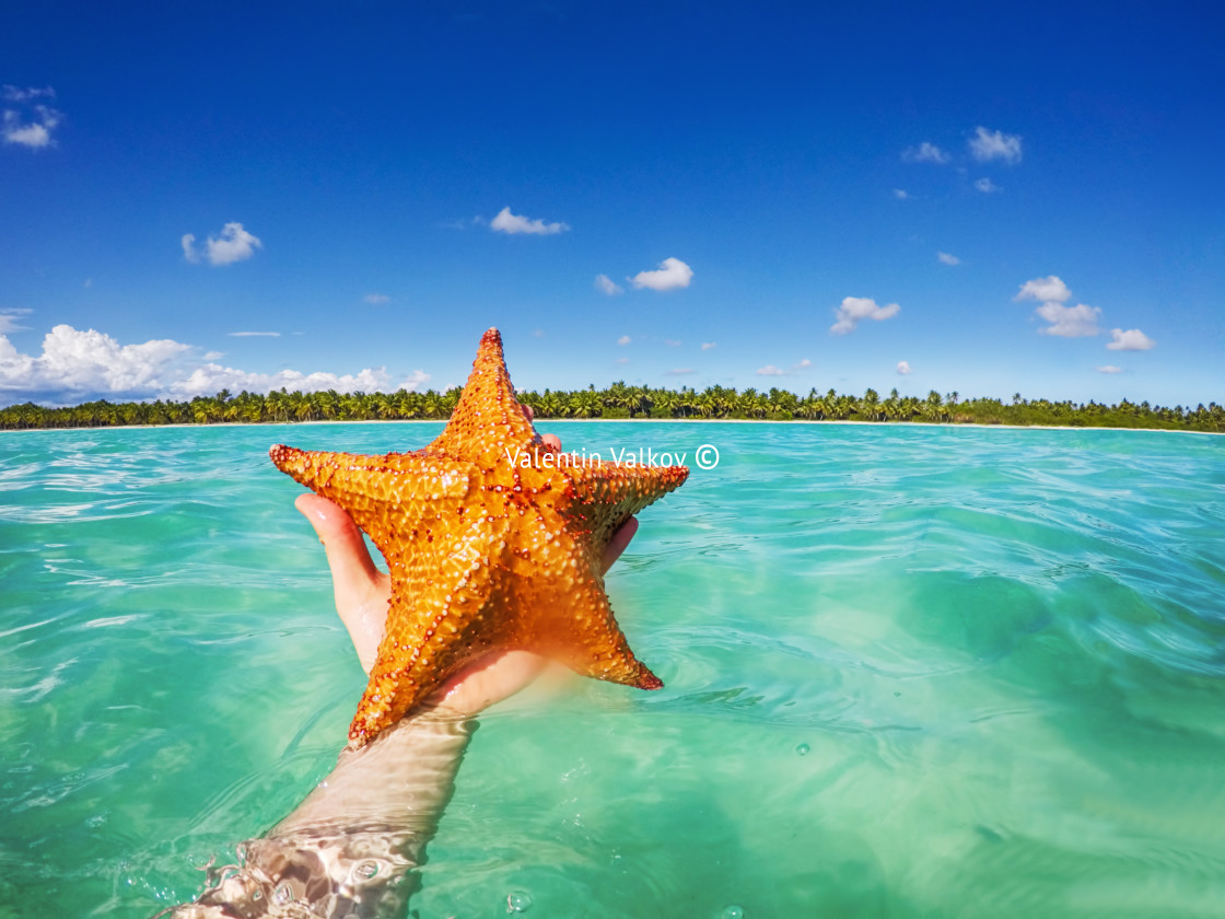 "Starfish in hand, Caribbean sea and beautiful tropical island as" stock image