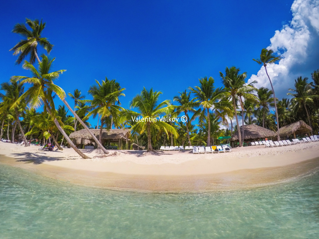 "Palm trees on white sandy beach in Caribbean sea, Saona island." stock image