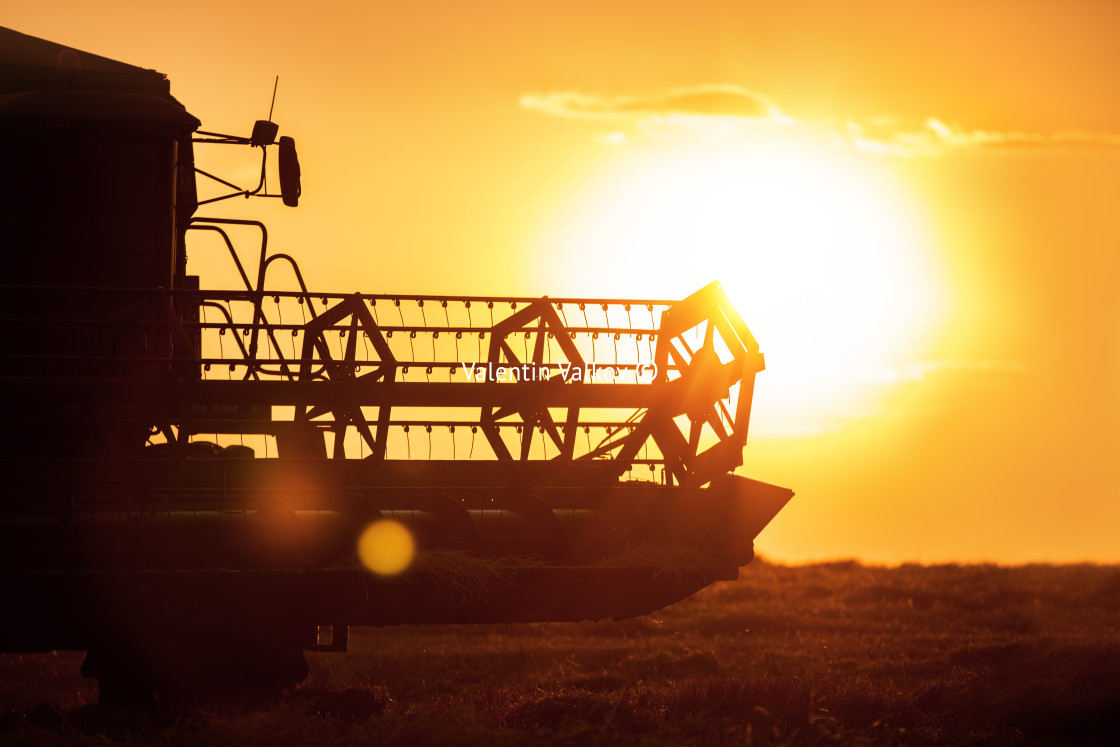 "Combine harvester machine working in a wheat field at sunset." stock image