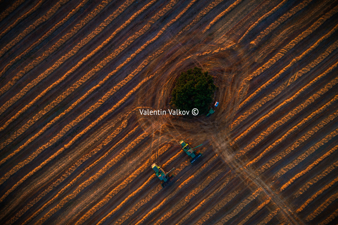 "Combine harvester machine working in a wheat field at sunset. Lo" stock image