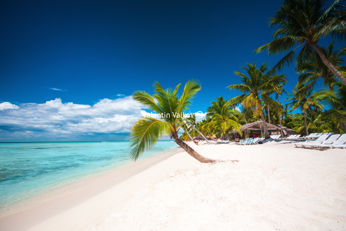 "Palm trees on white sandy beach in Caribbean sea, Saona island." stock image