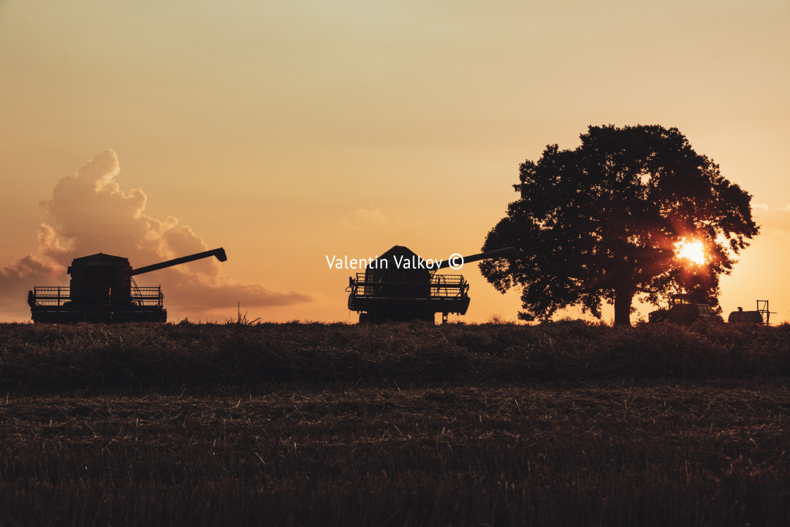 "Combine harvester machine working in a wheat field at sunset. Lo" stock image